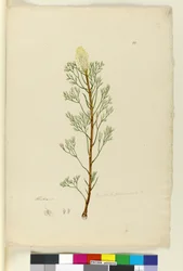 Sida 10. Petrophile pedunculata, ca 1803-06 (wc, penna, bläck och blyertspenna)